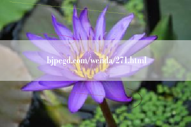 bjpegd.com/wenda/271.html
